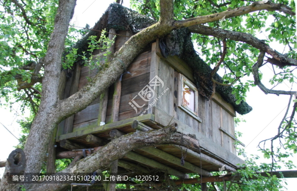 樹屋