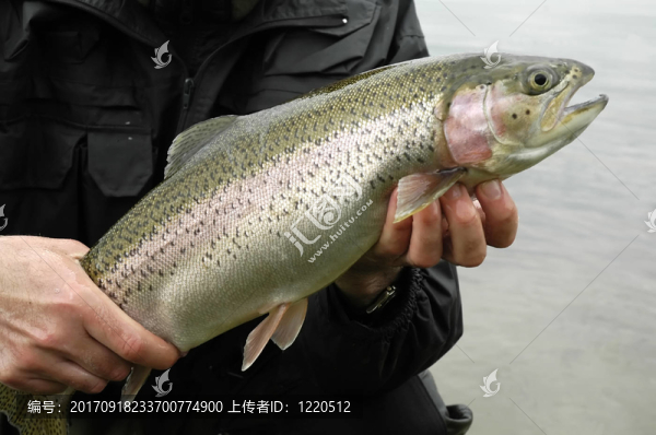 鱒魚的家伙