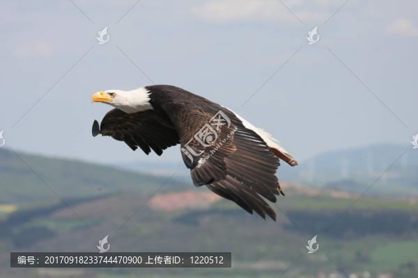 禿頭鷹