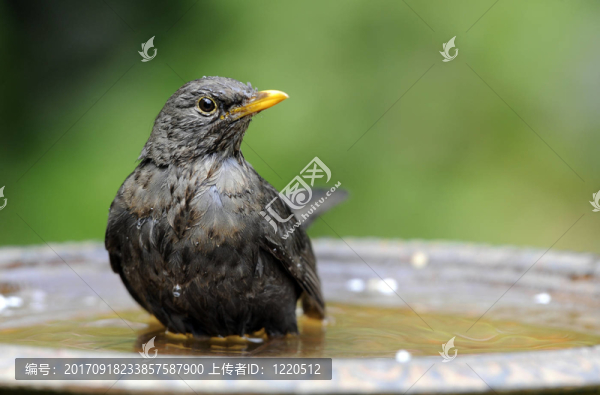 黑鳥(niǎo)