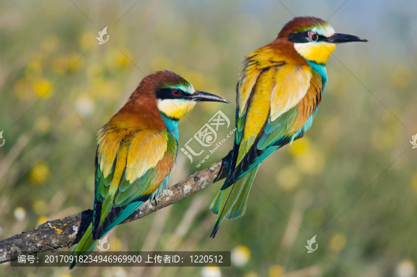 鳥類