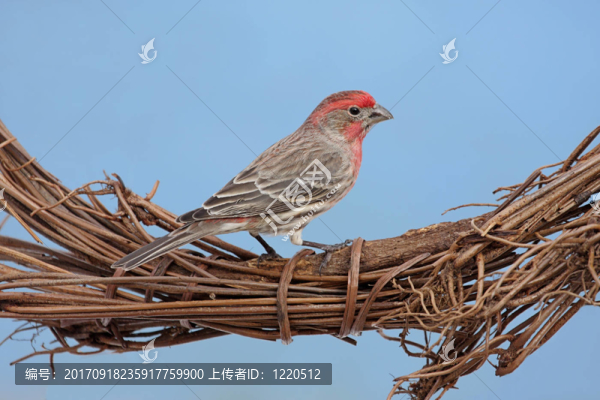 鳥