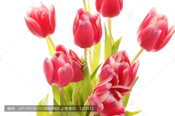 tulpenstrau？