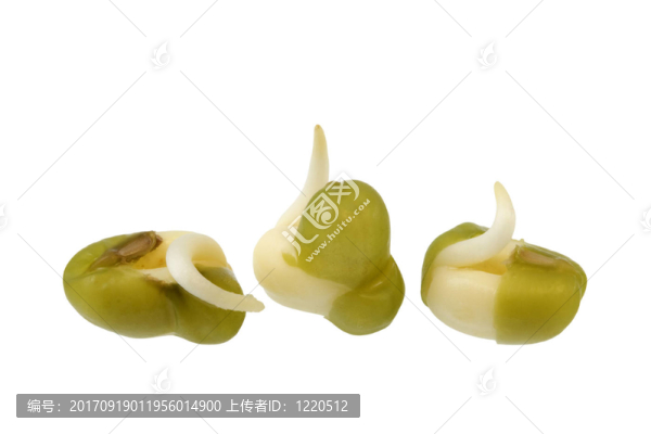 種子