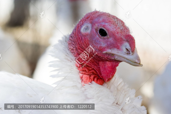鳥