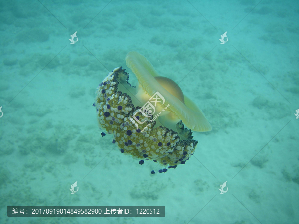 西西里島地中海的水母2