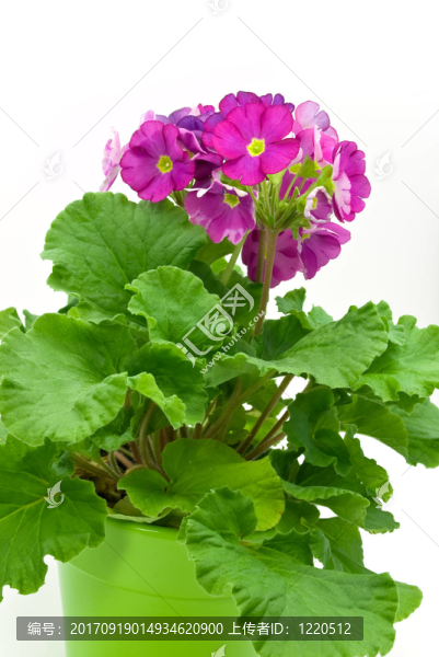 盆栽免報(bào)春花