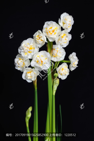 水仙花
