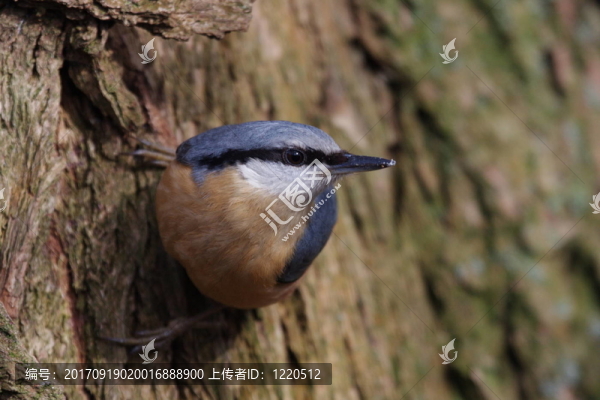 鳾