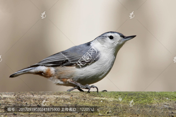 樹