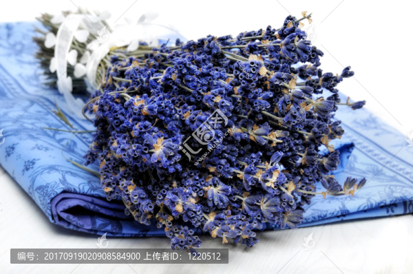 薰衣草的束縛