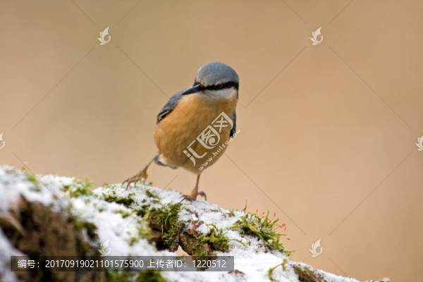鳾