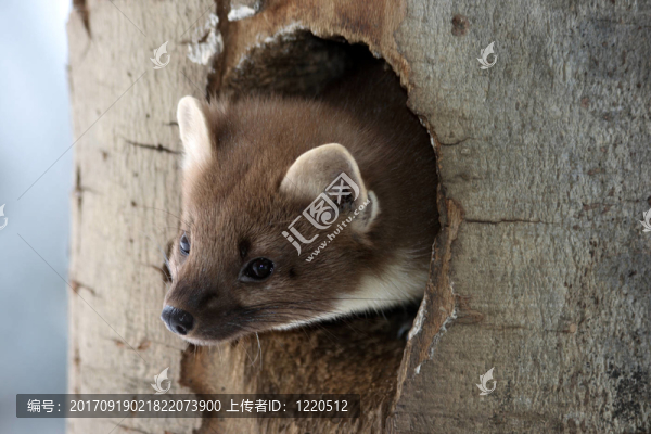 松貂