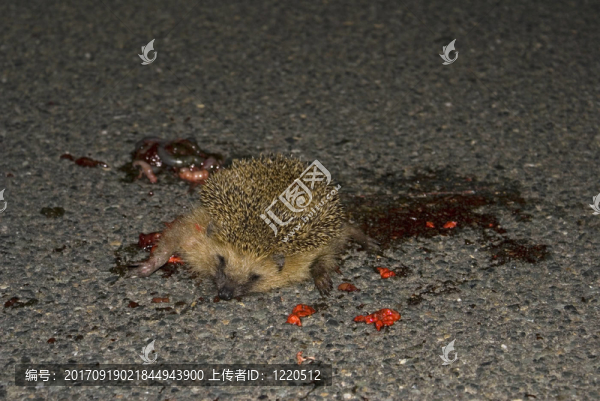 死的刺猬1