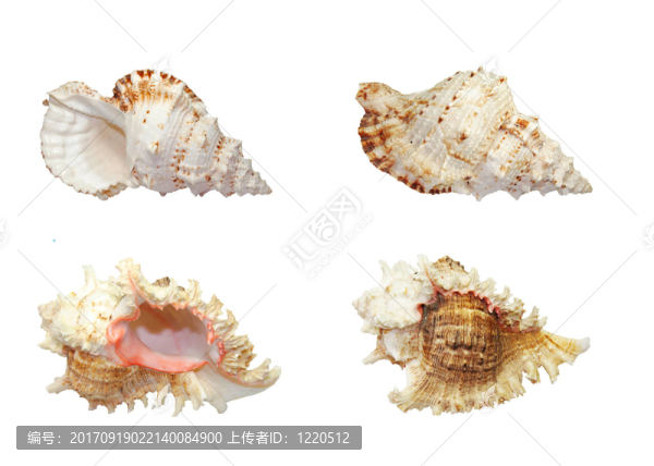 muschelset