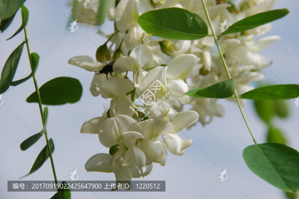 刺槐花（刺槐）