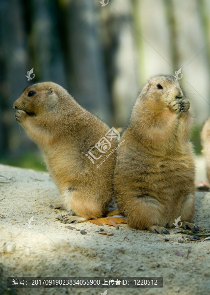 動物
