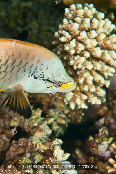 藍(lán)色的魚