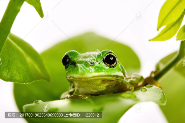 樹