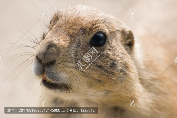 動物