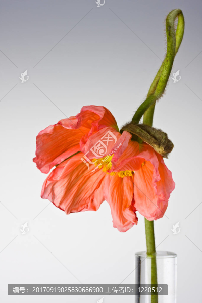 玻璃花瓶里的罌粟