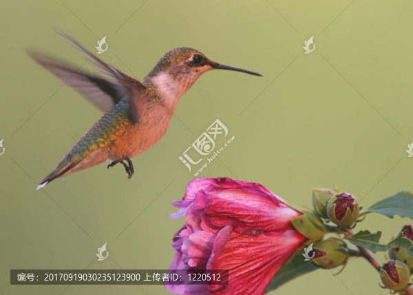 花卉