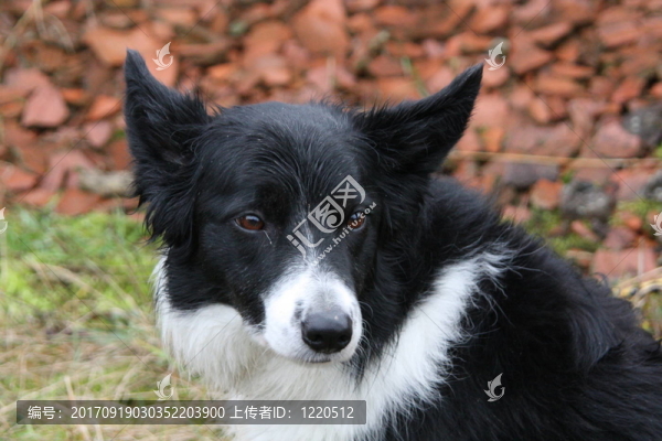 邊境牧羊犬