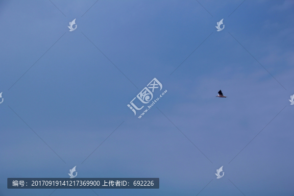 海鷗