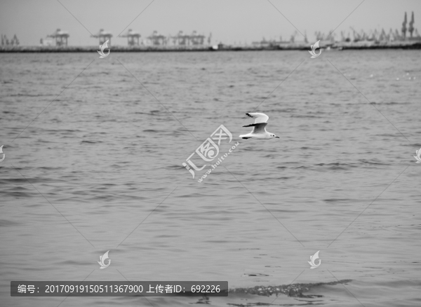 海鷗