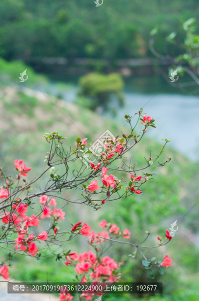 紅花湖風(fēng)光