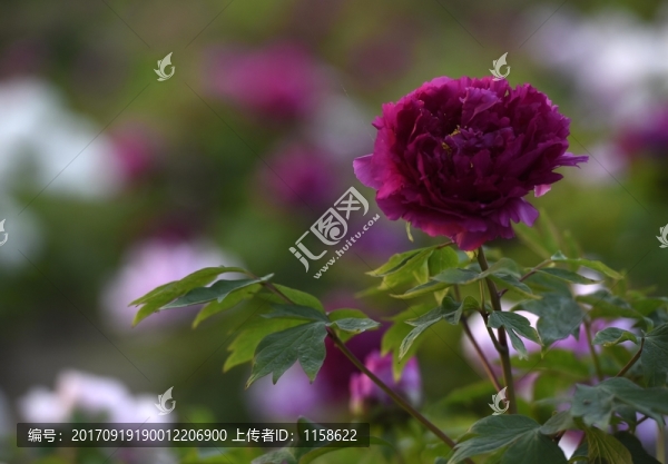 牡丹花開