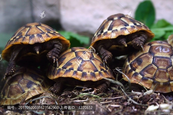 ？希臘landschildkroeten（赫曼陸龜）