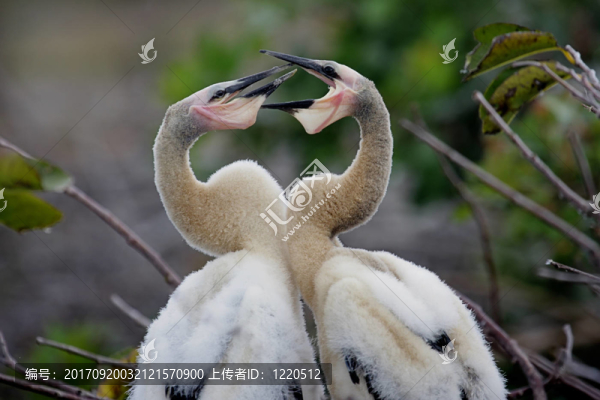 鳥(niǎo)