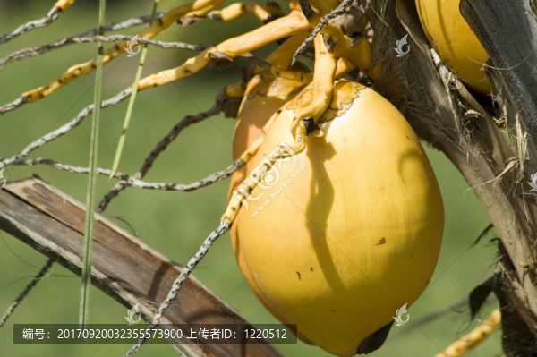 椰子食品