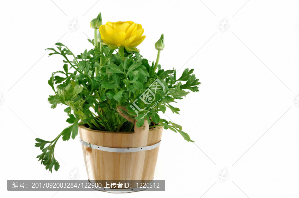 毛茛