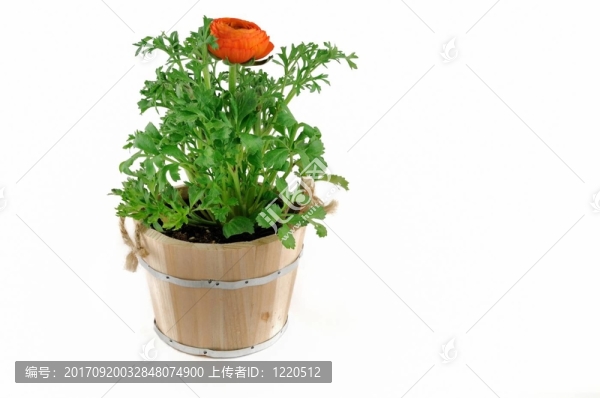 花盆
