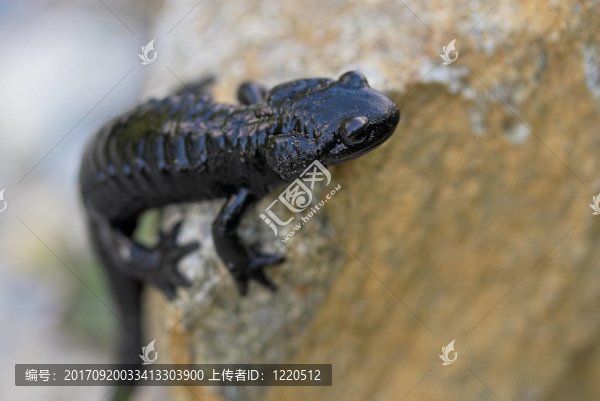 高山蠑螈我