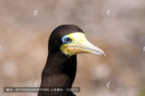 旅游