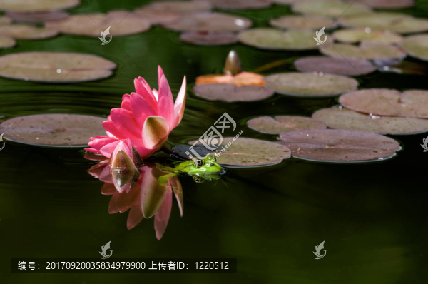 青蛙
