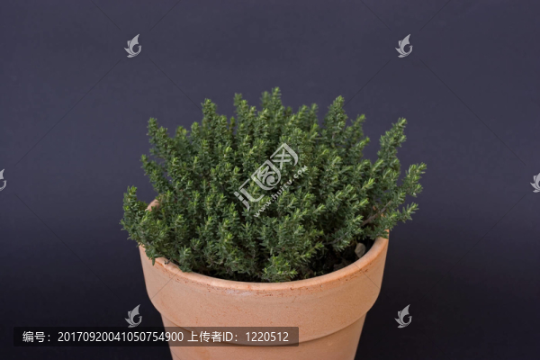 香料