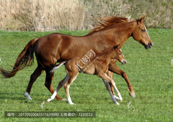 小馬駒的母馬馬牧場