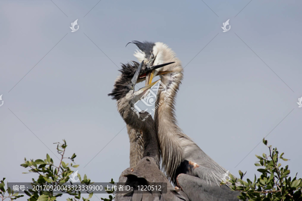 藍(lán)鳥(niǎo)
