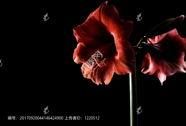 花卉