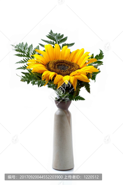 花瓶里的向日葵。