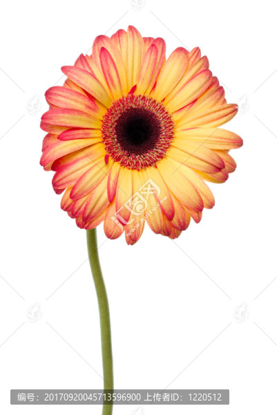 非洲菊