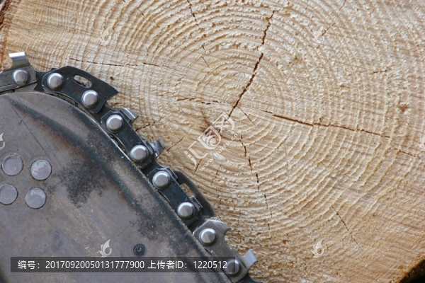 樹(shù)