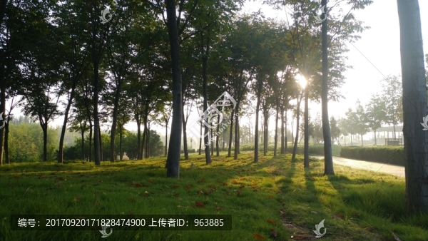 樹林晨光
