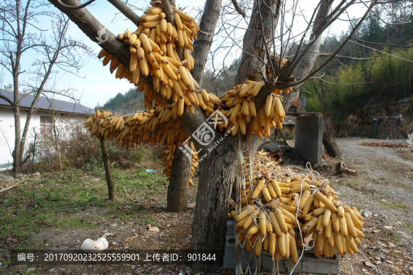 掛在枝頭上的玉米