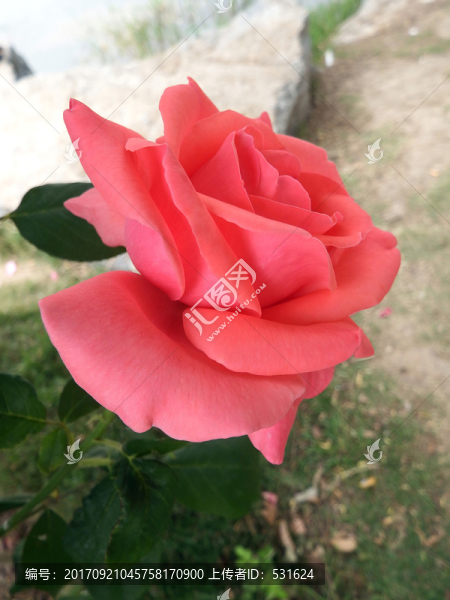 月季