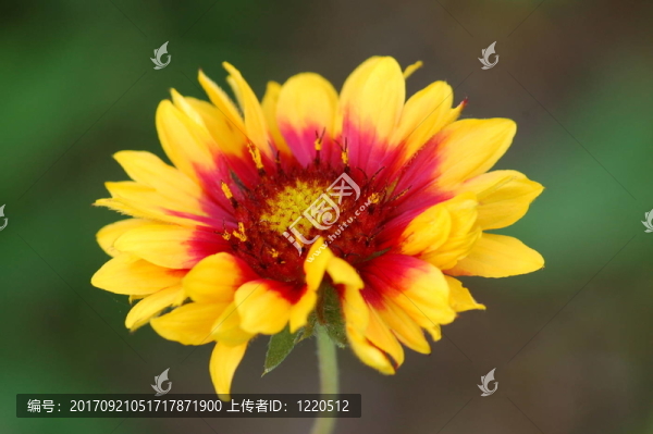 花園